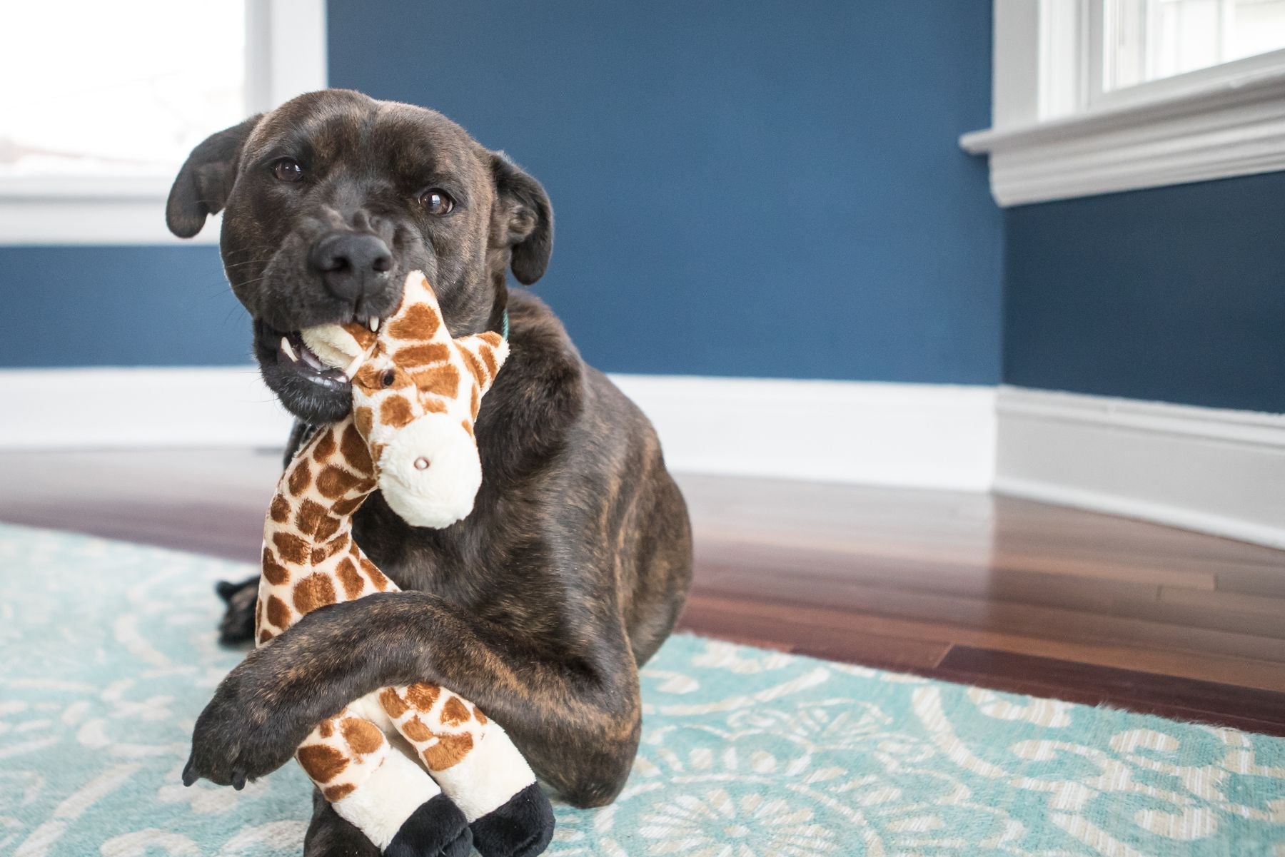 Nelly Giraffe