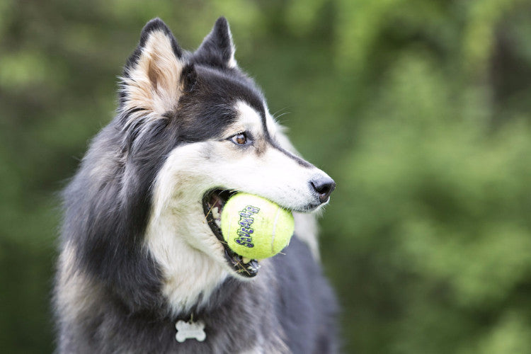 Squeakair Tennis Balls