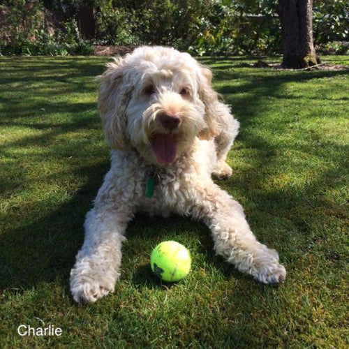 Squeakair Tennis Balls