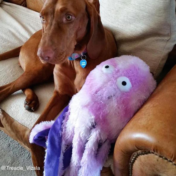 Gor Reef Octopus
